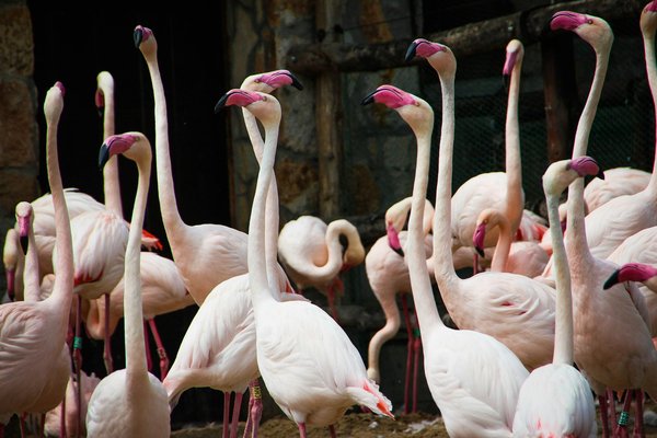 Quels sont les meilleurs endroits pour observer les flamants roses dans la Camargue, France?